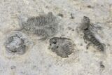 Plate Of Ceraurus Trilobites - Walcott-Rust Quarry, NY #133173-6